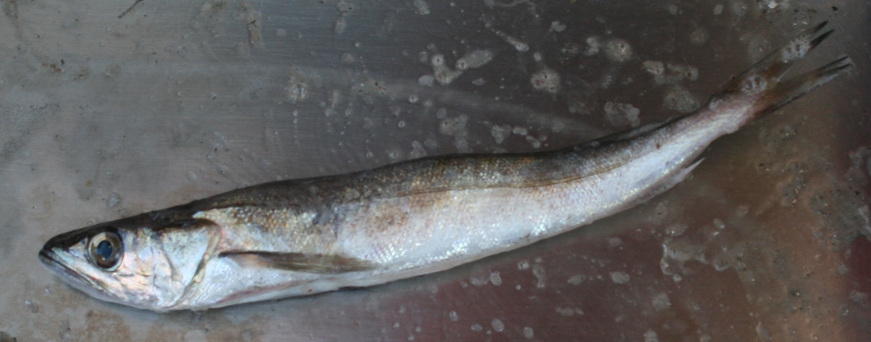 image of merluccius bilinearis \(silver hake\)