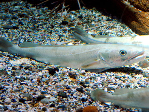 image of merluccius merluccius \(european hake\)