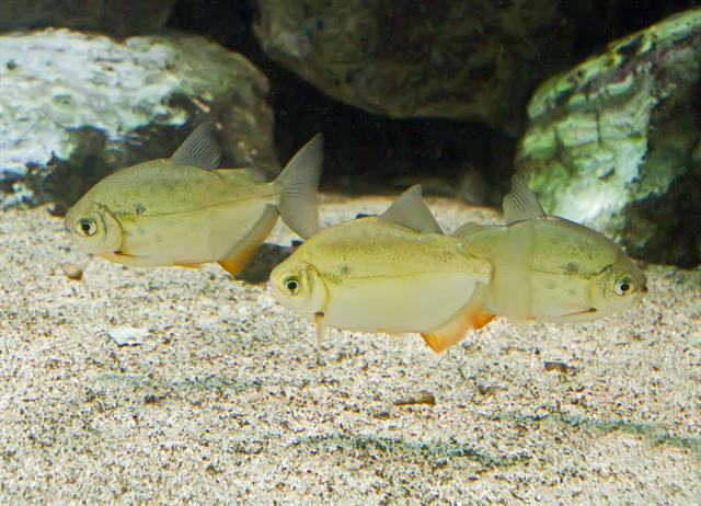 image of metynnis lippincottianus