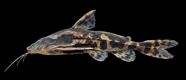 image of megalodoras uranoscopus