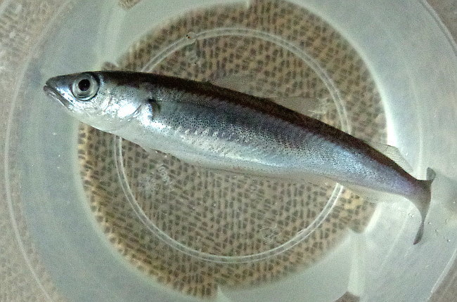 image of micromesistius poutassou \(blue whiting\)