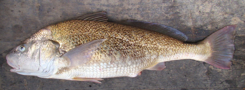 image of micropogonias furnieri \(whitemouth croaker\)