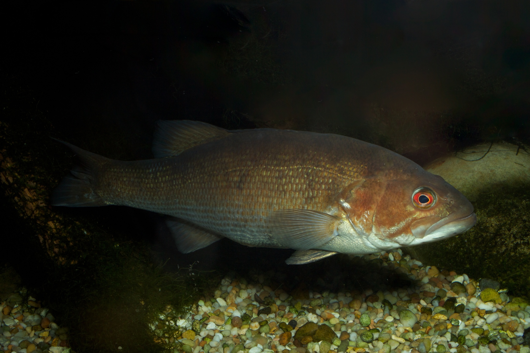image of micropterus coosae \(redeye bass\)