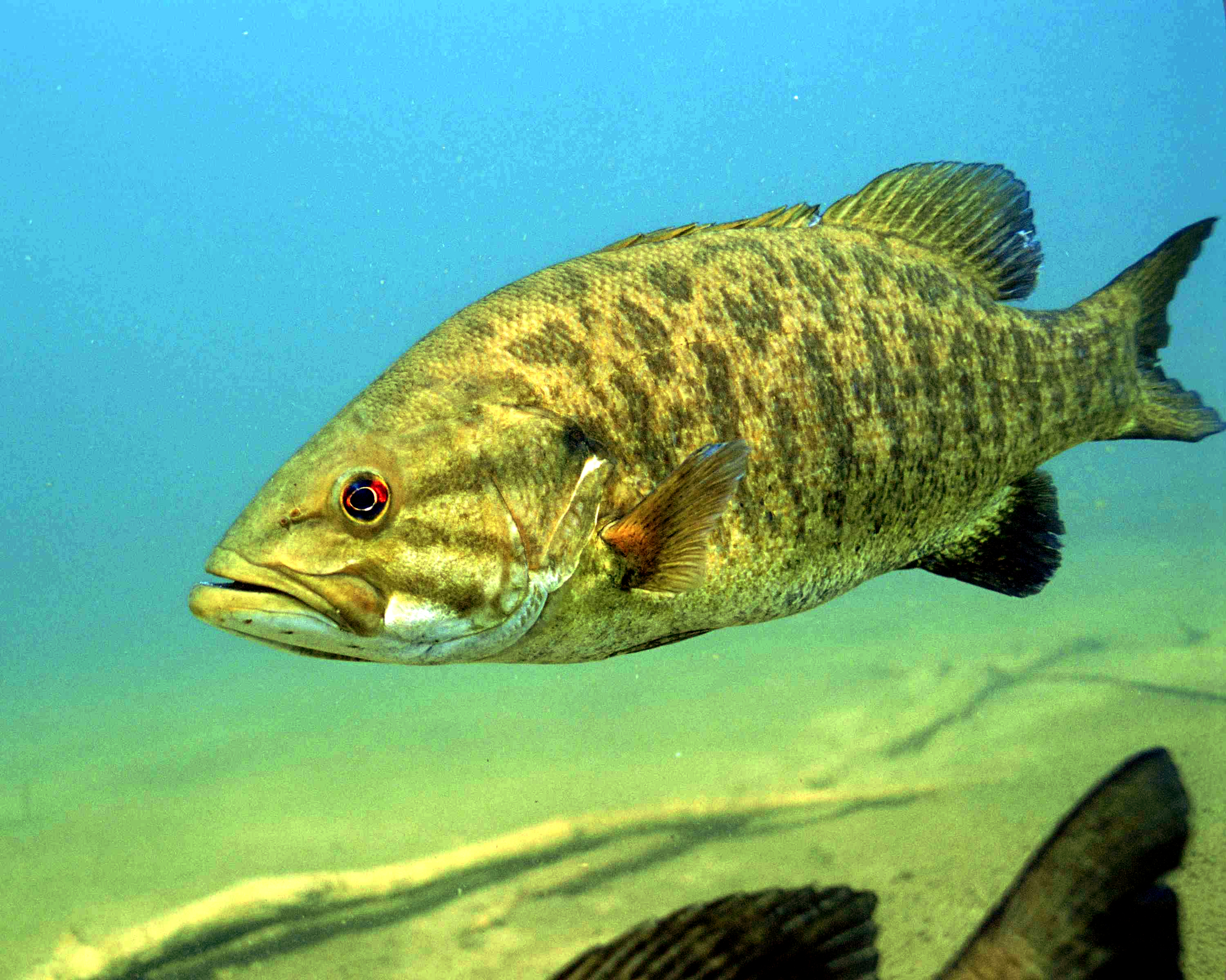 image of micropterus dolomieu \(smallmouth bass\)
