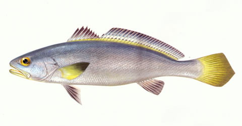 image of miichthys miiuy \(mi-iuy croaker\)