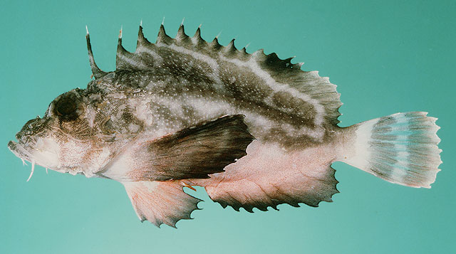 image of minous monodactylus \(grey stingfish\)