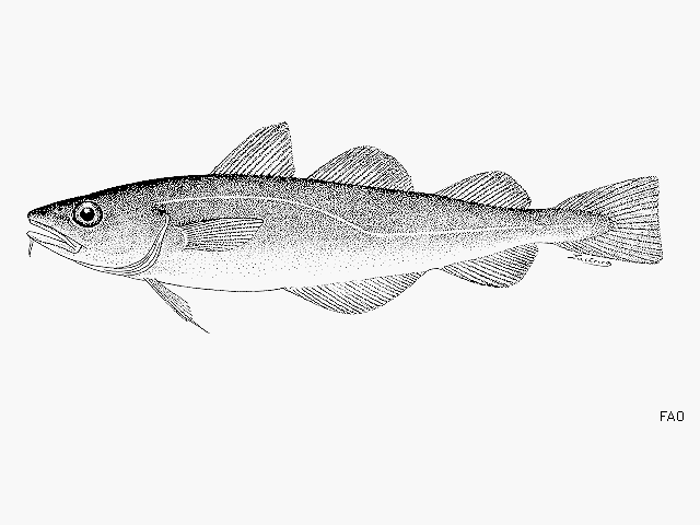 image of microgadus proximus \(pacific tomcod\)