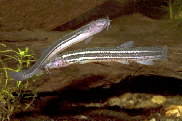 image of misgurnus fossilis \(weatherfish\)