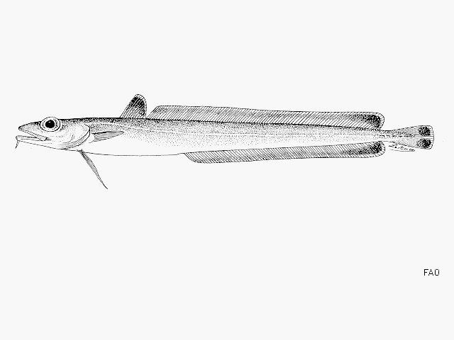 image of molva dypterygia \(blue ling\)