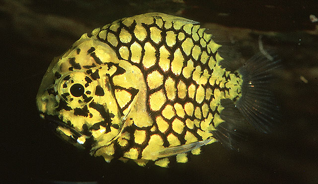 image of monocentris japonica \(pineconefish\)