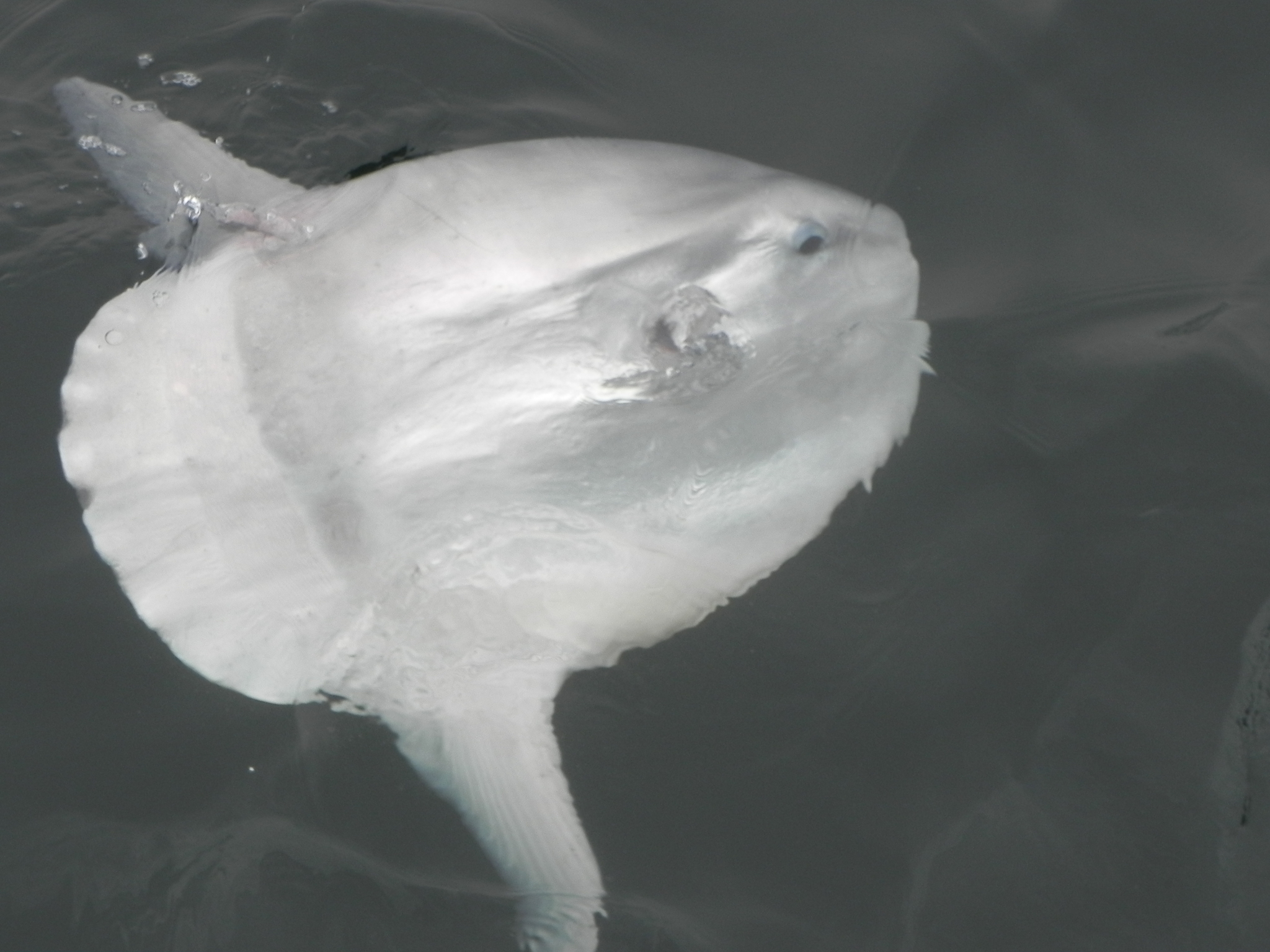 image of mola mola \(ocean sunfish\)