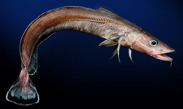 image of molva macrophthalma \(spanish ling\)