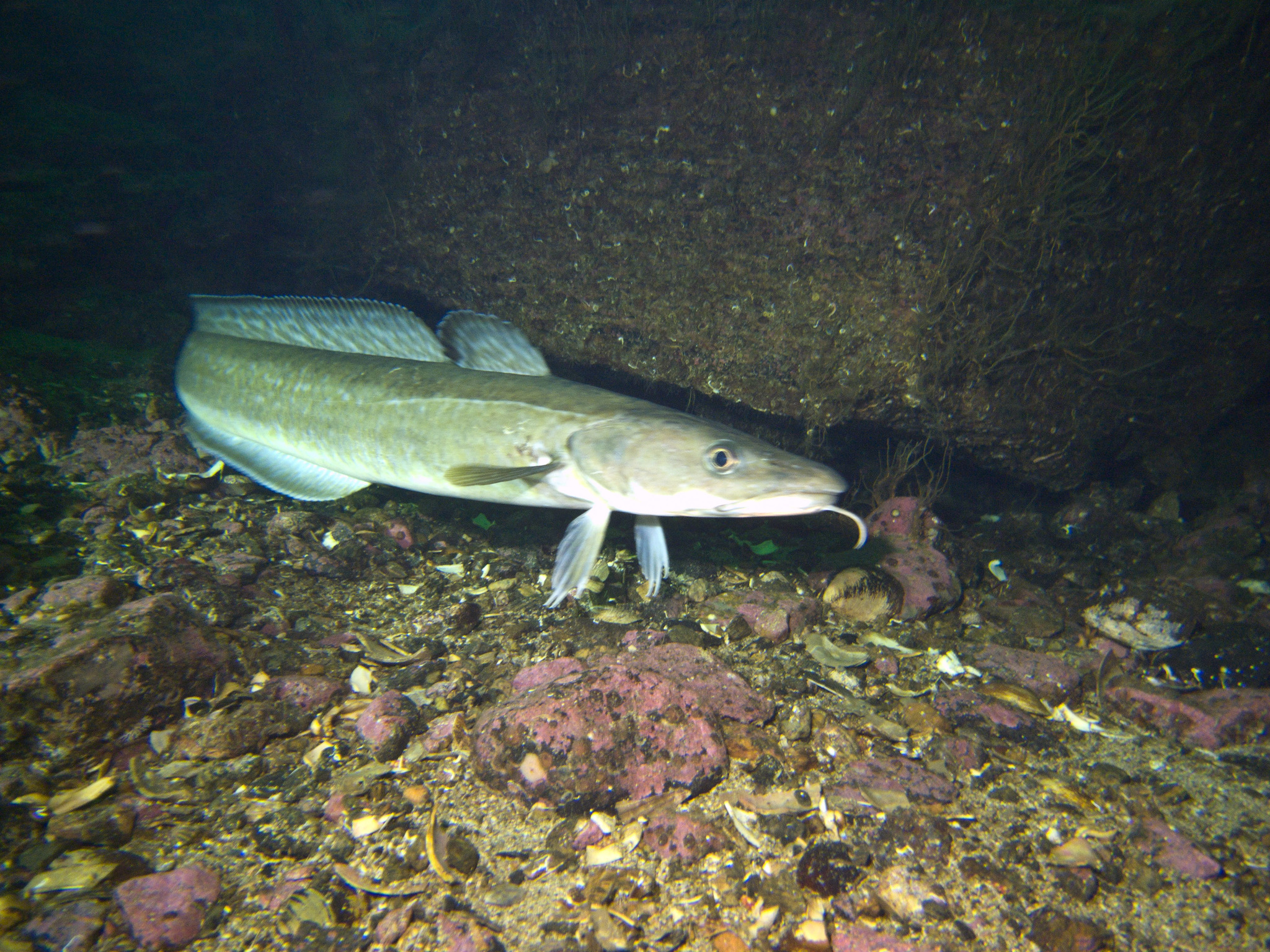 image of molva molva \(ling\)