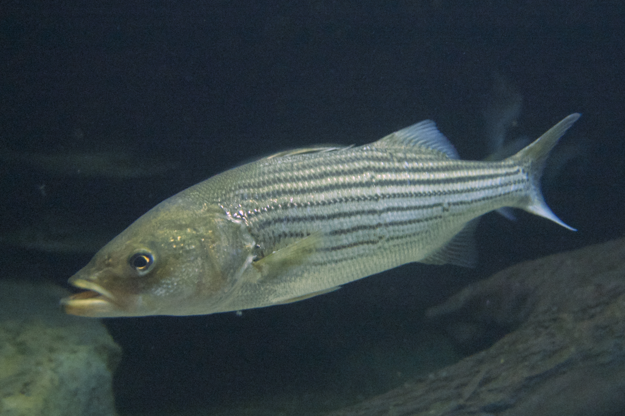image of morone saxatilis \(striped bass\)