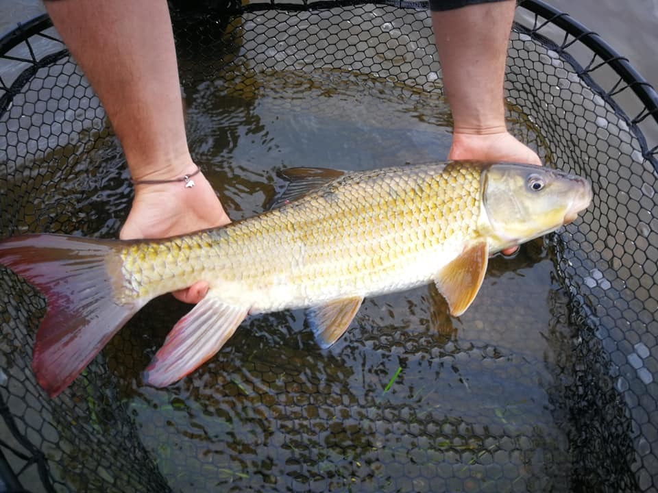 image of moxostoma carinatum \(river redhorse\)