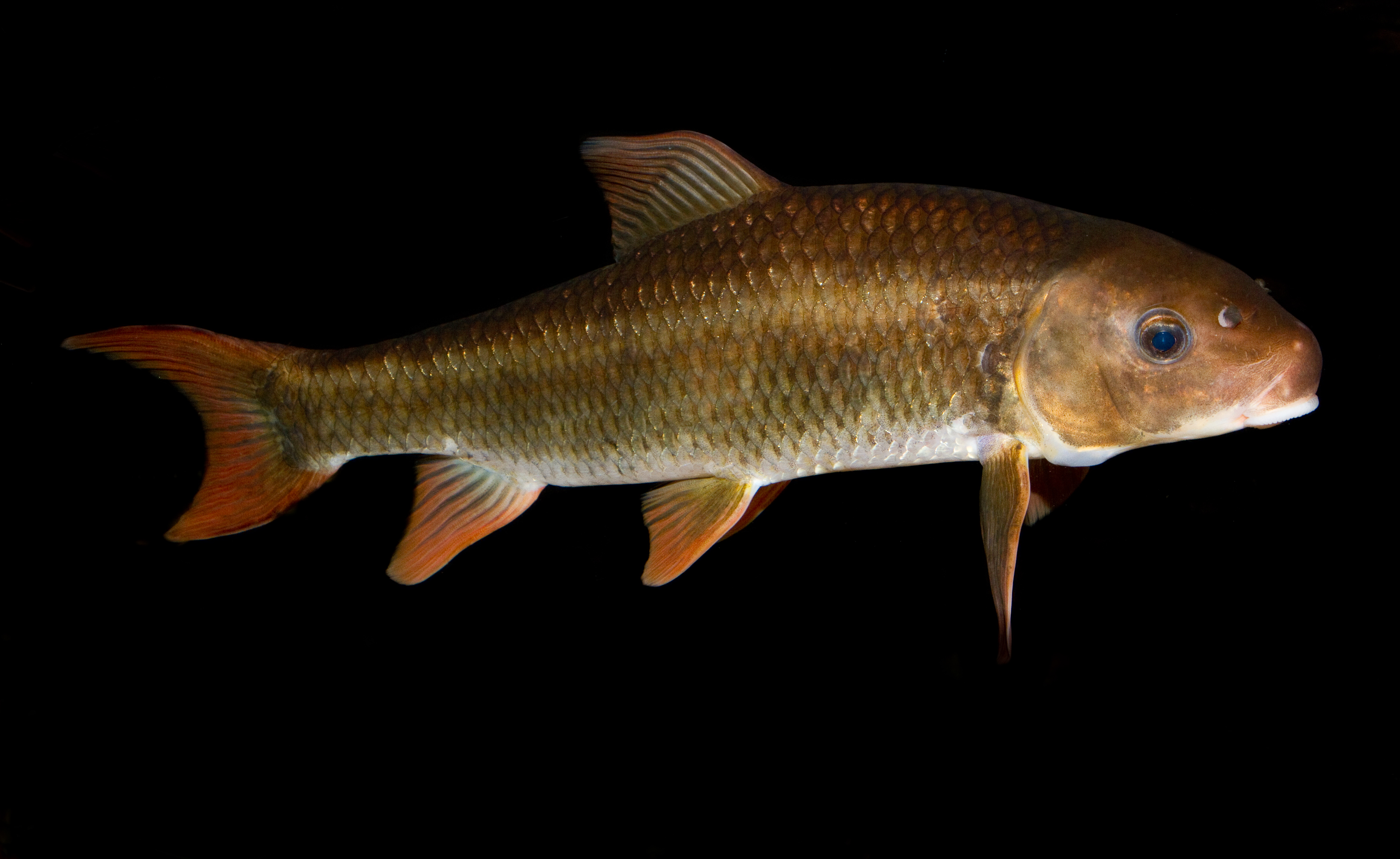 image of moxostoma robustum \(smallfin redhorse\)