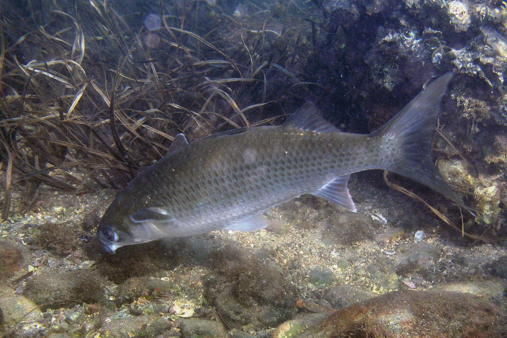 image of mugil cephalus \(flathead grey mullet\)