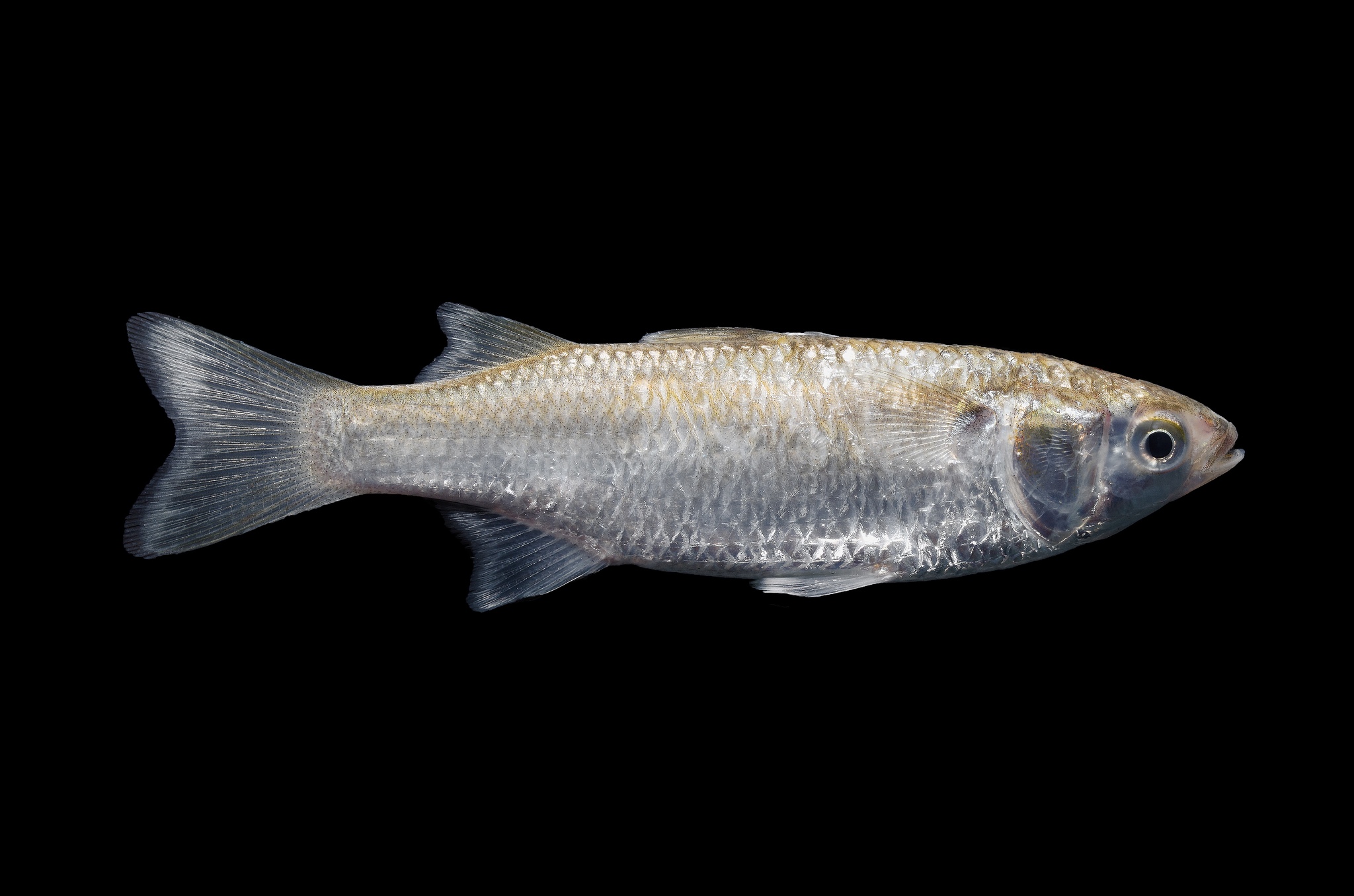 image of mugil curema \(white mullet\)