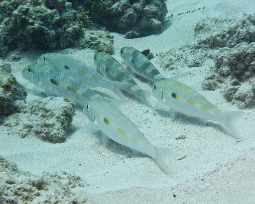 image of mulloidichthys flavolineatus \(yellowstripe goatfish\)