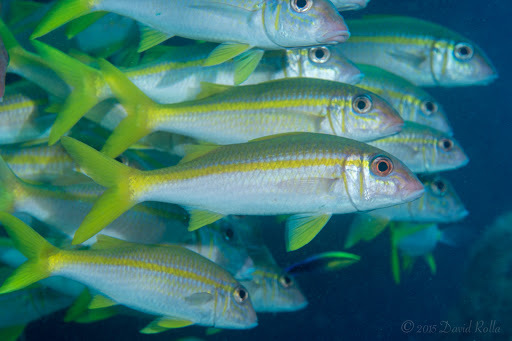 image of mulloidichthys vanicolensis \(yellowfin goatfish\)