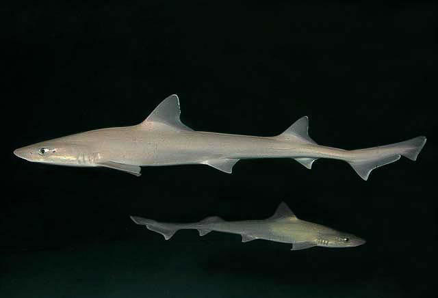 image of mustelus canis \(dusky smooth-hound\)