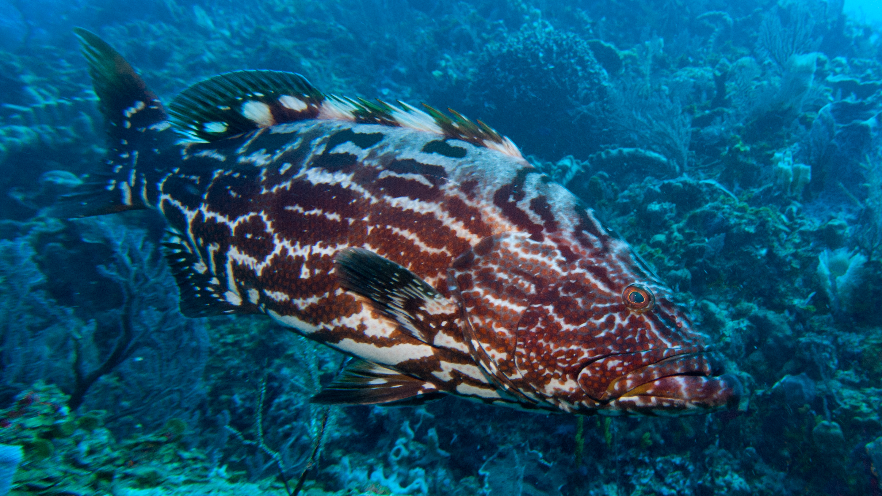 image of mycteroperca bonaci \(black grouper\)