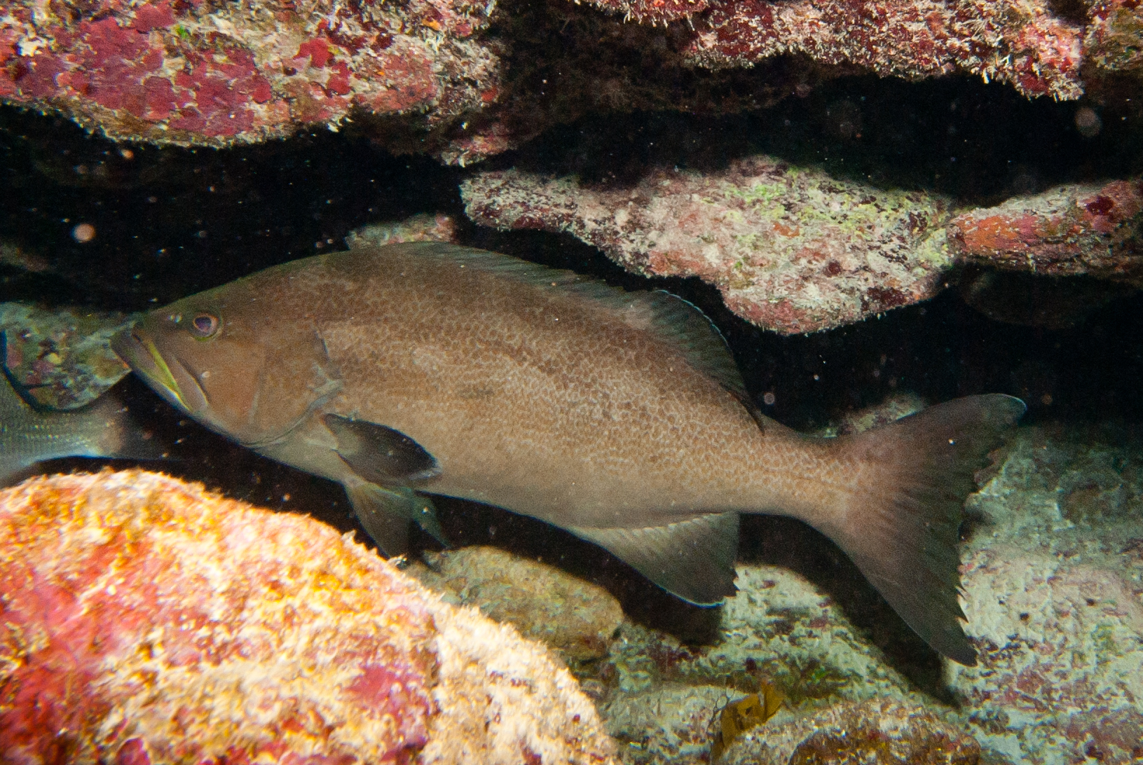 image of mycteroperca interstitialis \(yellowmouth grouper\)