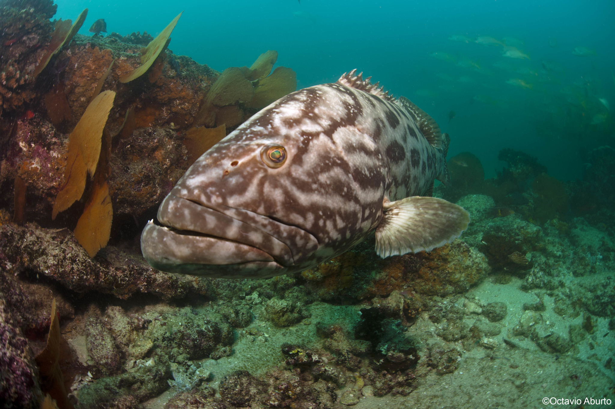 image of mycteroperca jordani \(gulf grouper\)