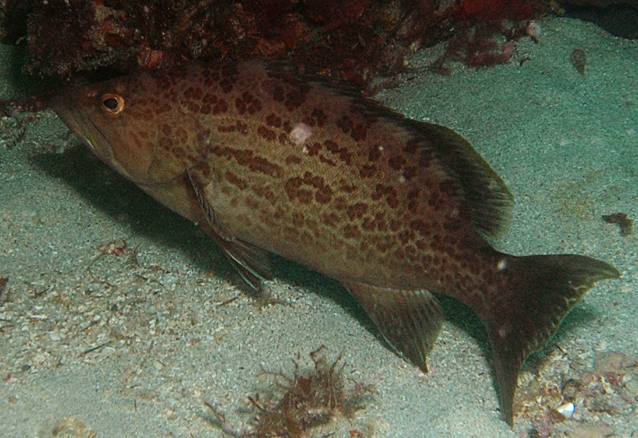 image of mycteroperca microlepis \(gag\)