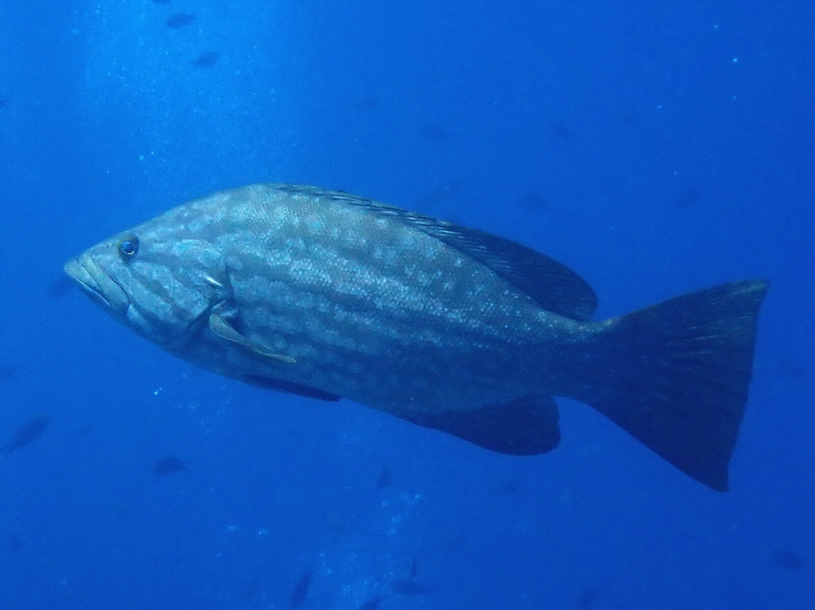 image of mycteroperca rubra \(mottled grouper\)