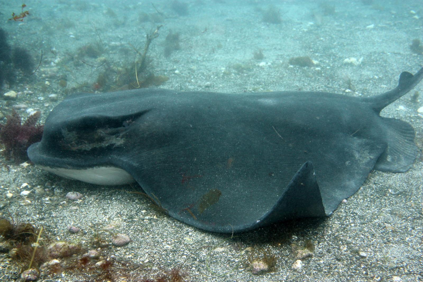 image of myliobatis californica \(bat eagle ray\)