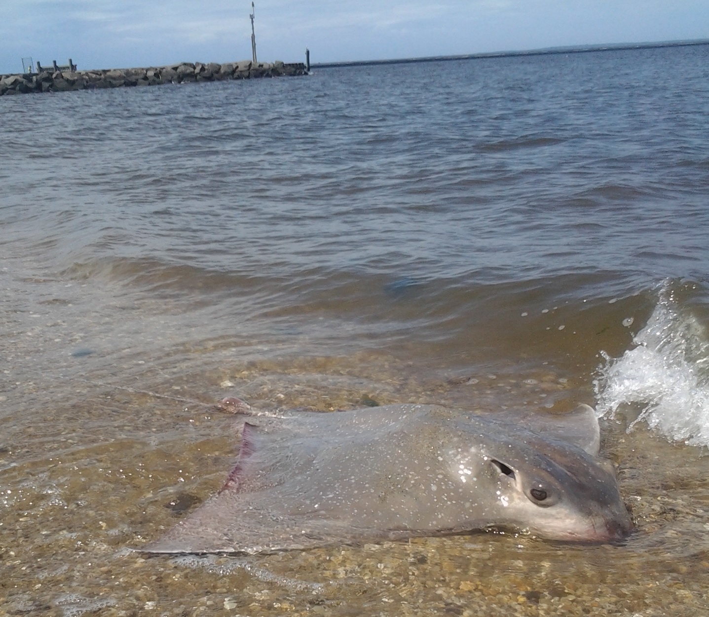 image of myliobatis freminvillei \(bullnose eagle ray\)