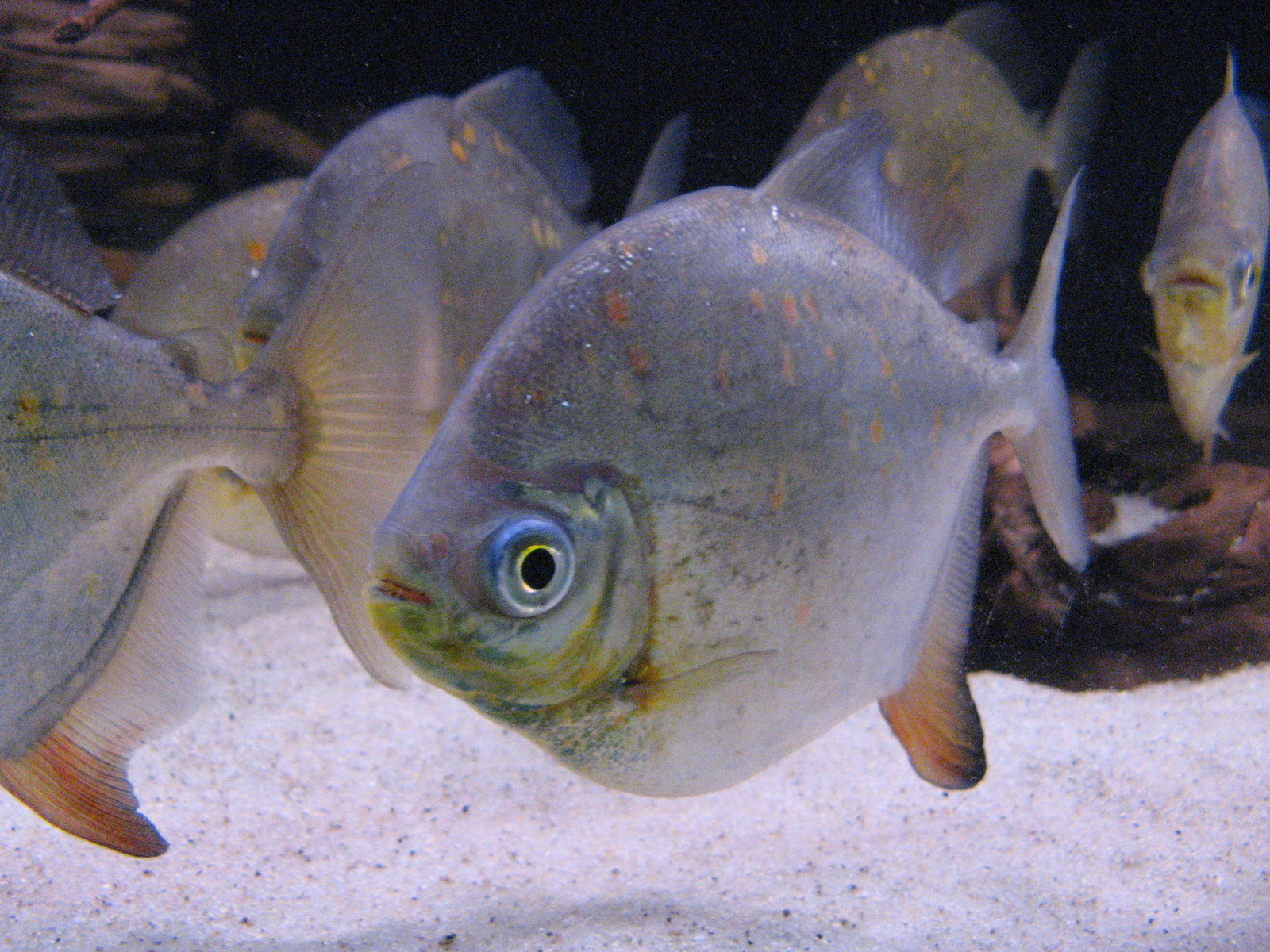 image of myloplus rubripinnis \(redhook myleus\)