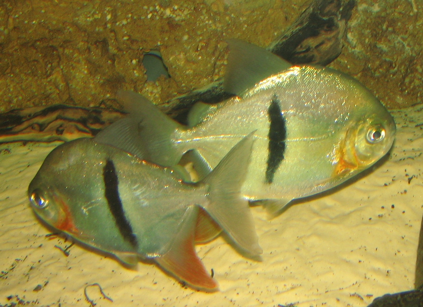 image of myloplus schomburgkii \(disk tetra\)