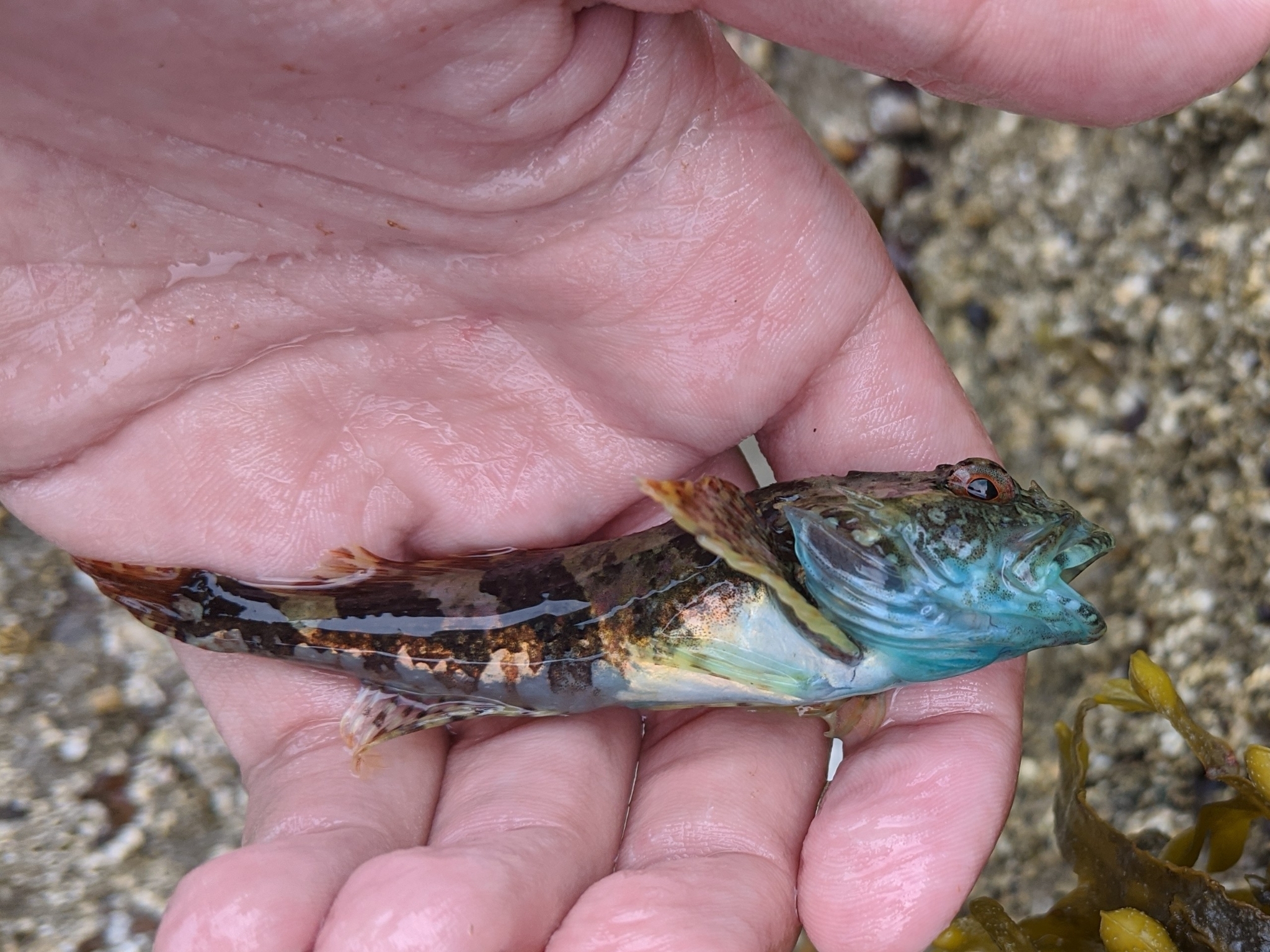 image of myoxocephalus aenaeus \(grubby\)