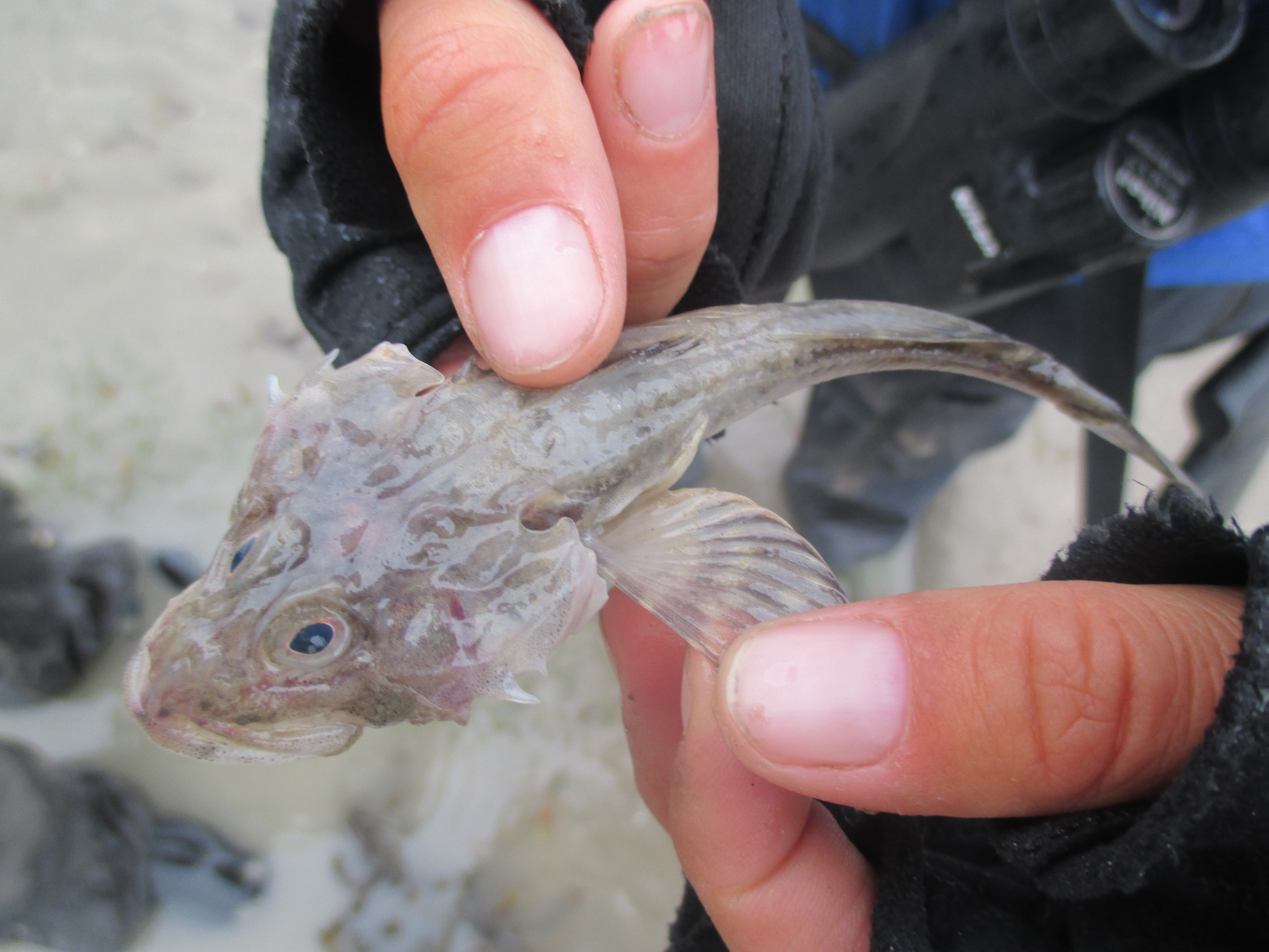 image of myoxocephalus quadricornis \(fourhorn sculpin\)