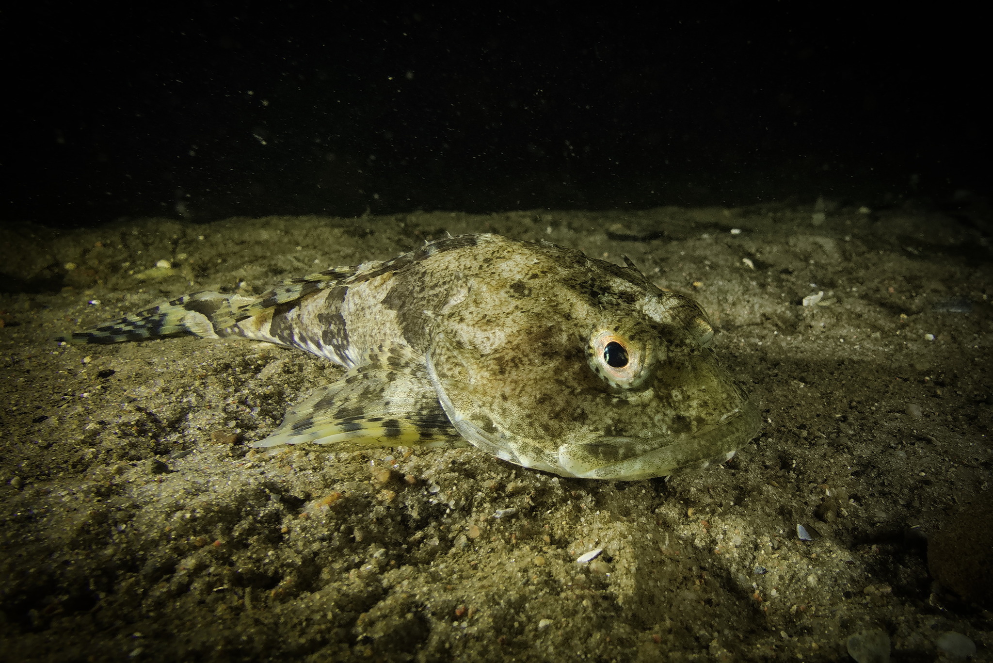 image of myoxocephalus scorpius \(shorthorn sculpin\)