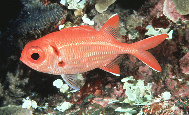 image of myripristis pralinia \(scarlet soldierfish\)