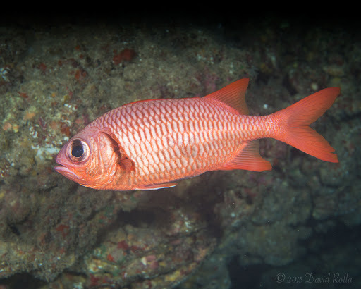 image of myripristis amaena \(brick soldierfish\)