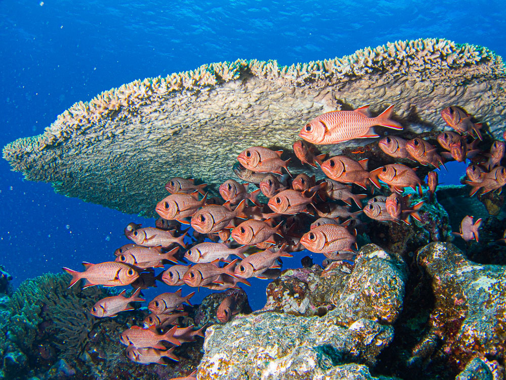 image of myripristis berndti \(blotcheye soldierfish\)