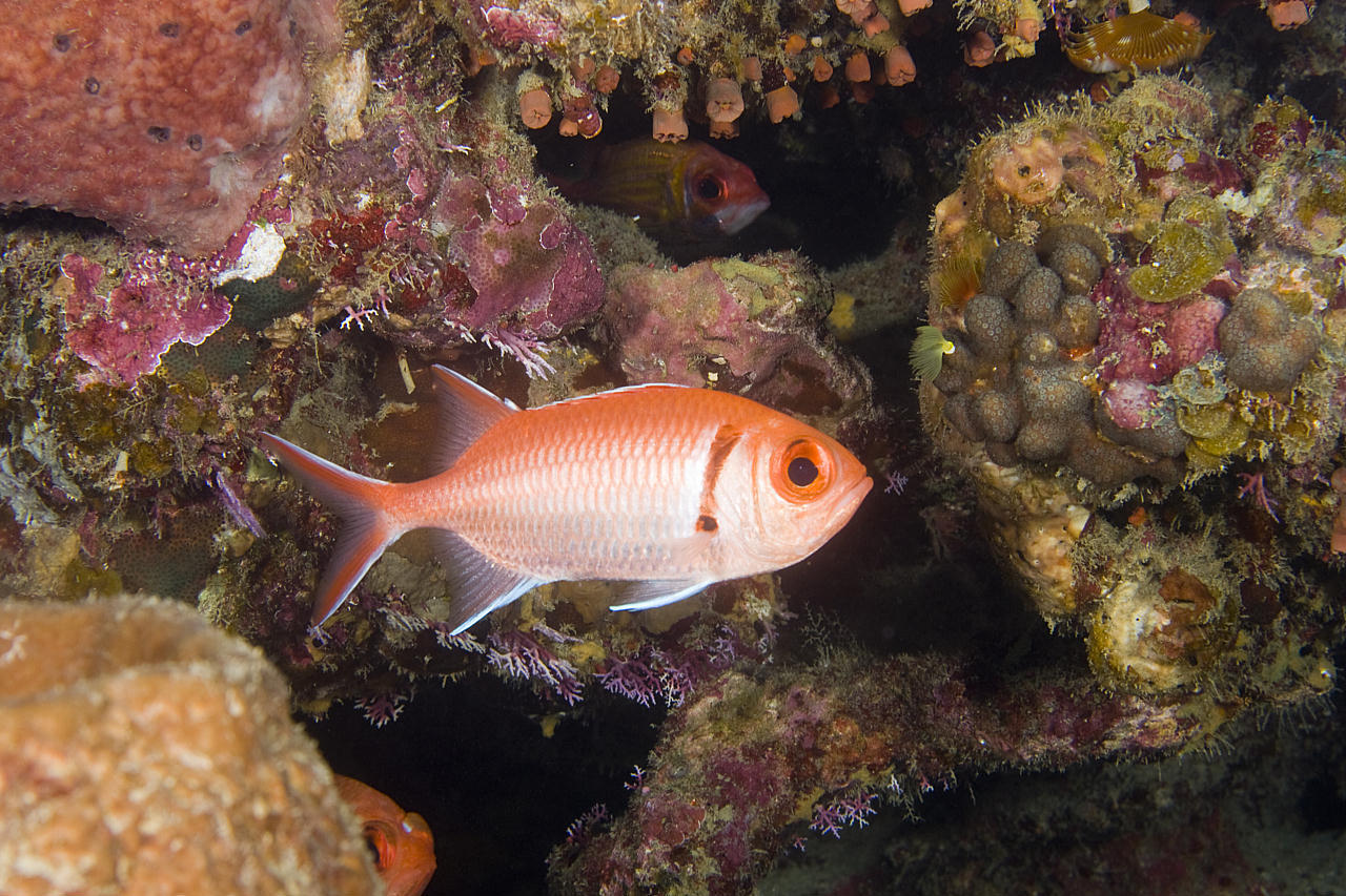 image of myripristis jacobus \(blackbar soldierfish\)