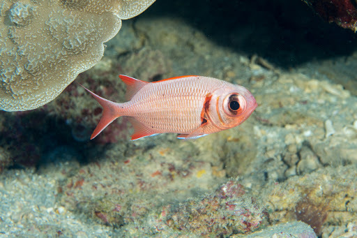 image of myripristis kuntee \(shoulderbar soldierfish\)