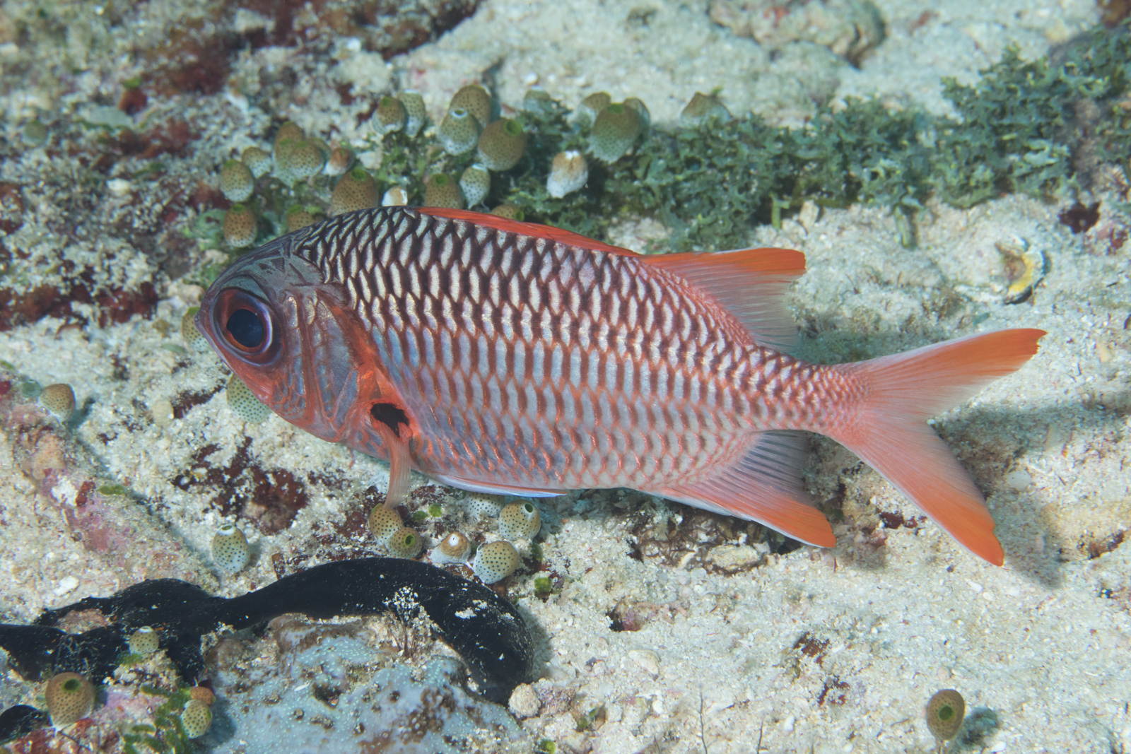 image of myripristis violacea \(lattice soldierfish\)