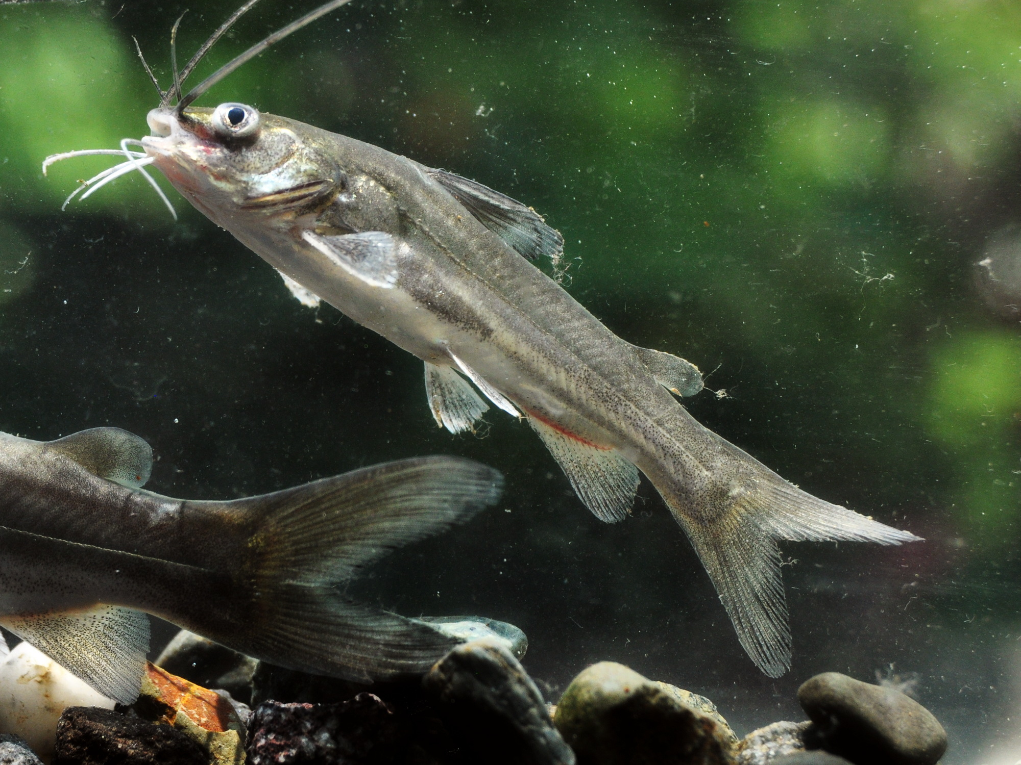 image of mystus gulio \(long whiskers catfish\)