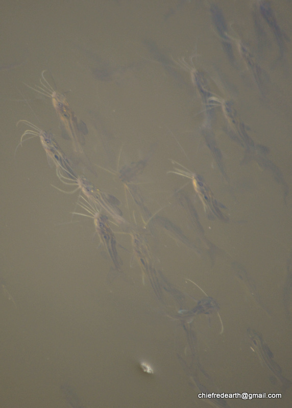 image of mystus vittatus \(striped dwarf catfish\)