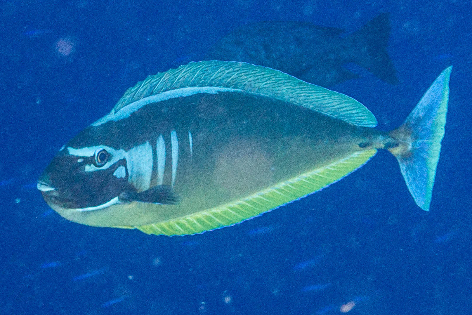 image of naso hexacanthus \(sleek unicornfish\)