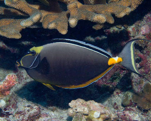 image of naso lituratus \(orangespine unicornfish\)