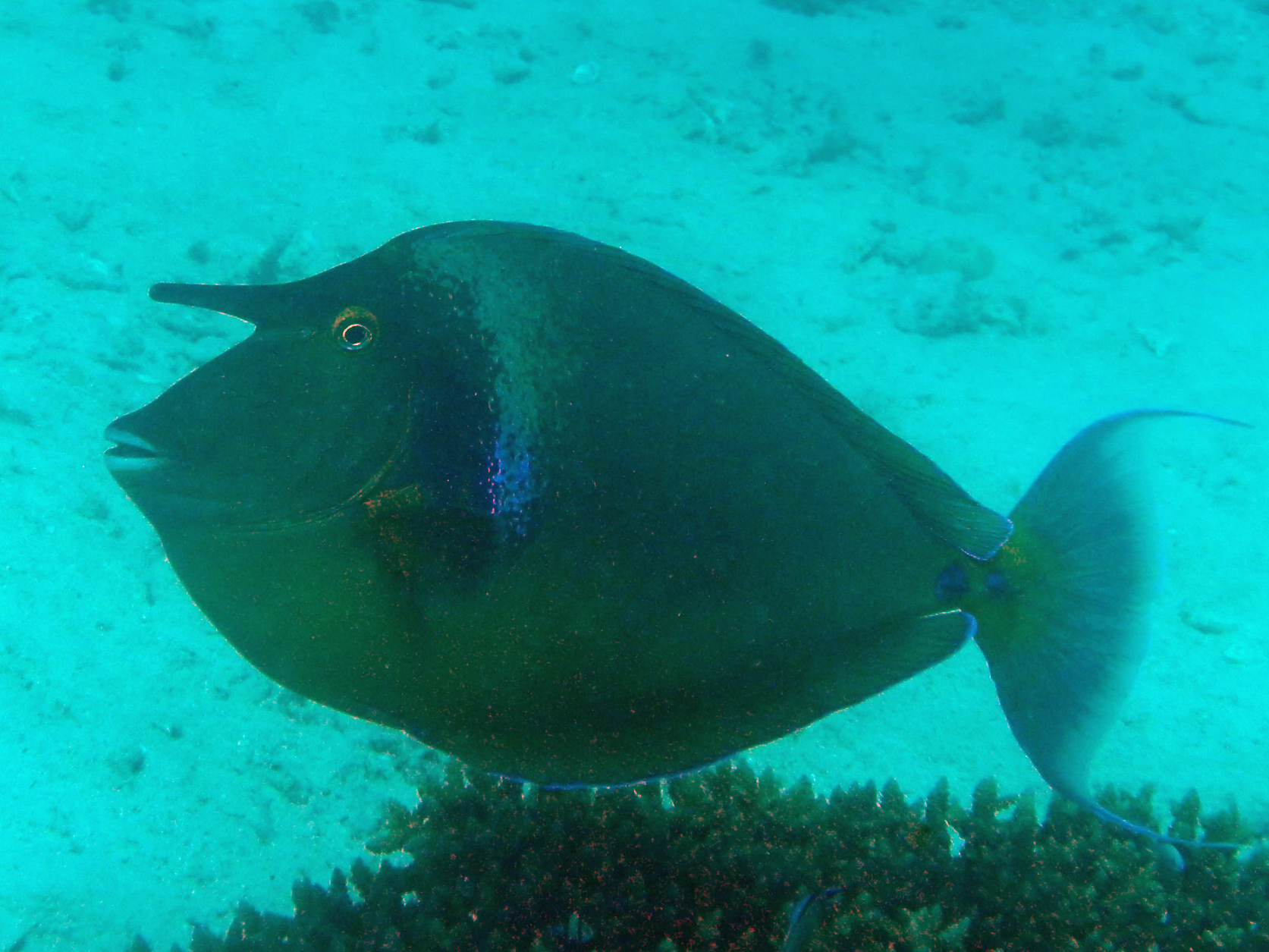 image of naso unicornis \(bluespine unicornfish\)