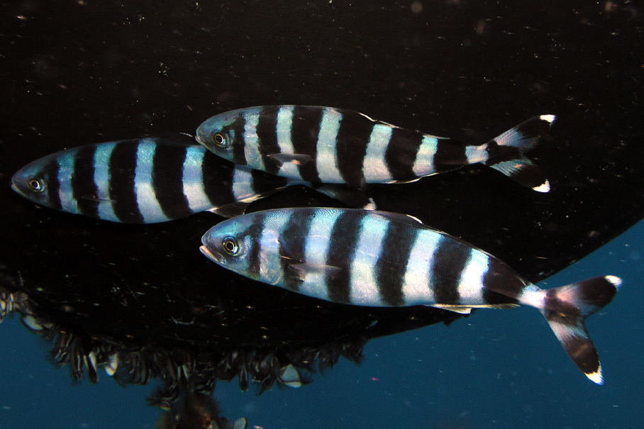 image of naucrates ductor \(pilotfish\)