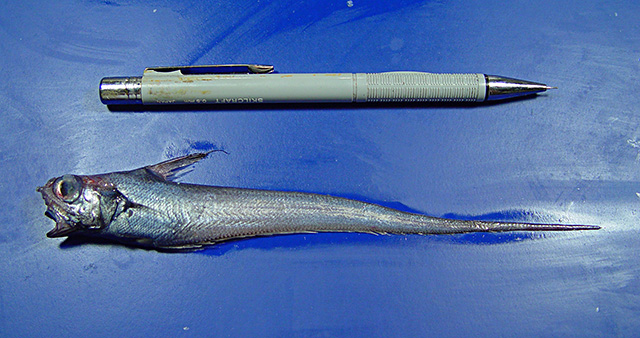 image of nezumia aequalis \(common atlantic grenadier\)